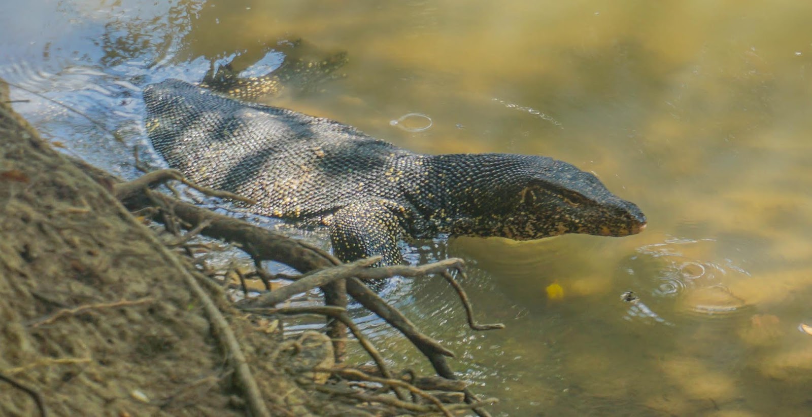 Cannundrums Asian Water Monitor
