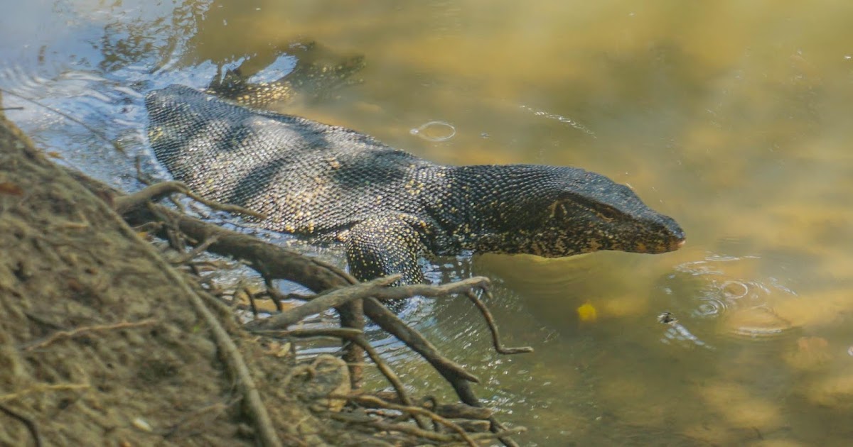 Cannundrums Asian Water Monitor