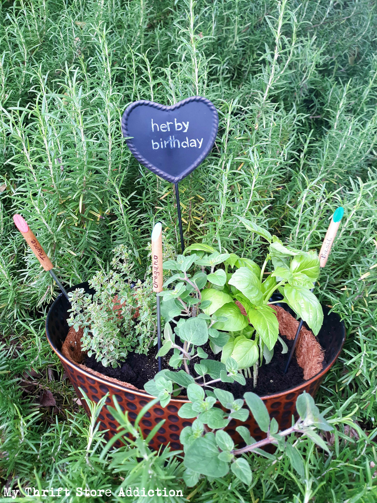 mini herb garden gift