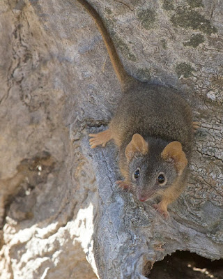 Comadreja pies amarillos (Antechinus flavipes)