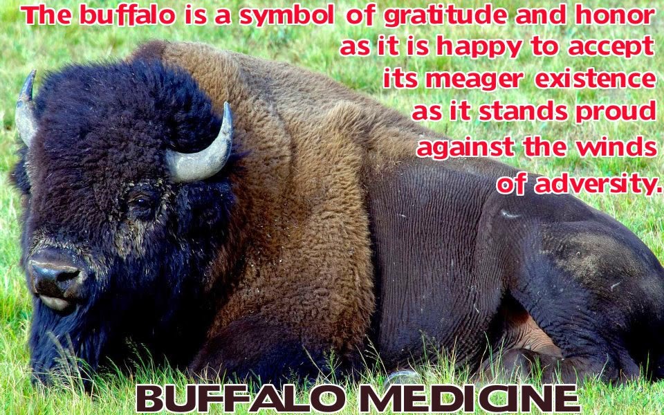kerne Begrænset følgeslutning White Wolf : Buffalo Medicine : What Buffalo Teaches Us