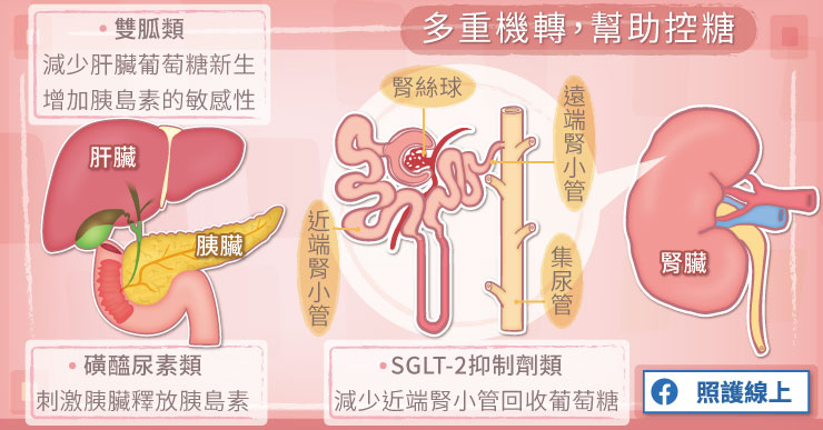多重機轉,幫助控糖
