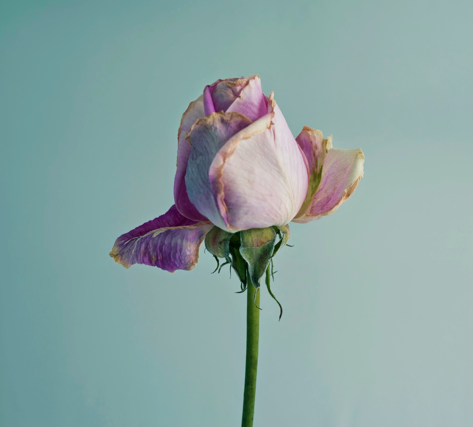 BMode Messing about with half dead flowers..