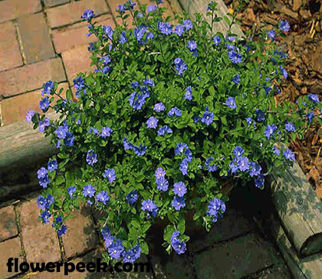 The growing and caring for Blue Daze Flowers