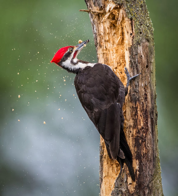 The Wood Picker