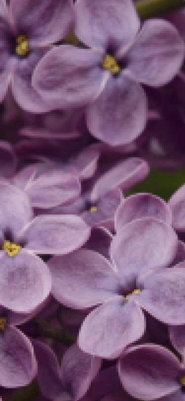 purple wallpaper iPhone aesthetic flower for iPhone