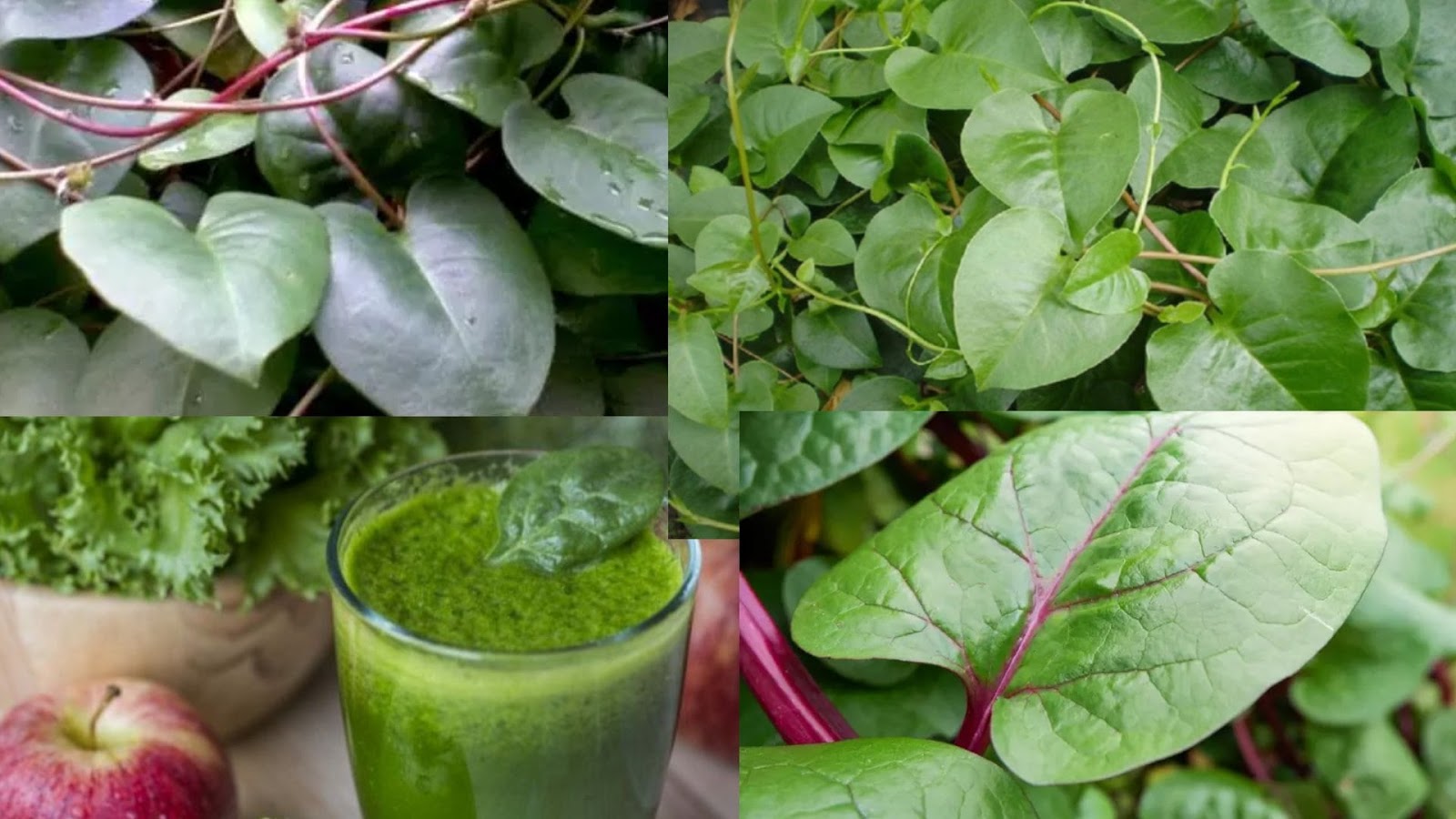 17 Manfaat Daun Binahong Untuk Kesehatan Tubuh - Batak Nese
