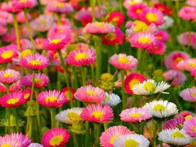 صور ورد 2021 خلفيات وصور ورود رائعة 4 صور ورد 2021 خلفيات وصور ورود رائعة 4