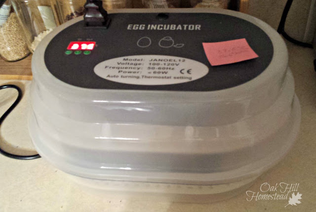 Digital egg incubator