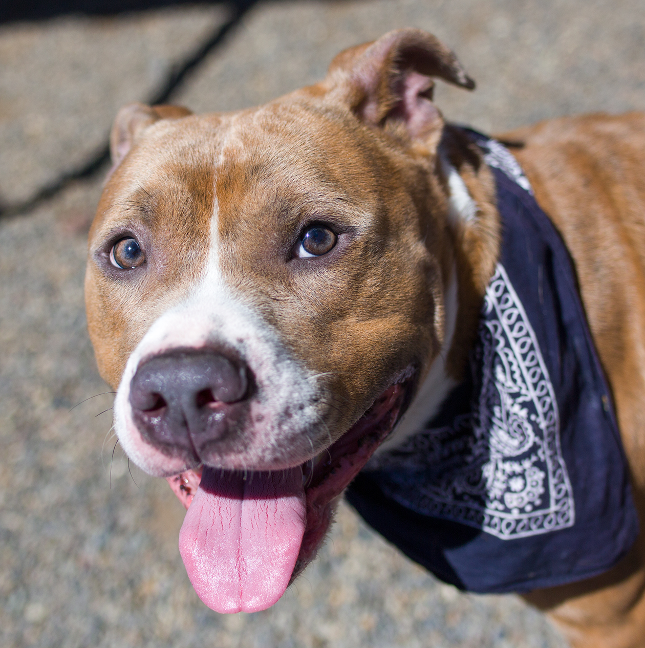 tony bologna shiny tan brindle pitbull