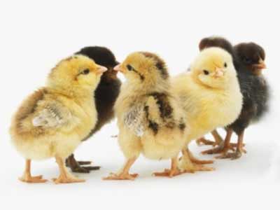 cute chicks baby chicken