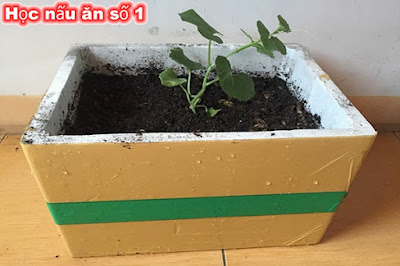 Trồng cây con dưa lưới ra thùng xốp