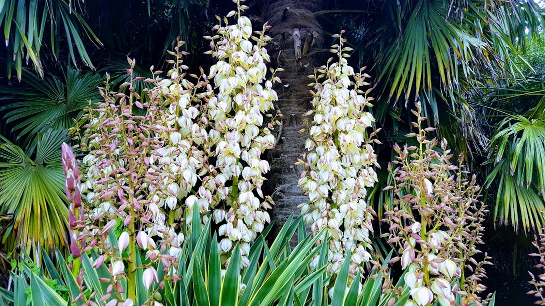 HOW TO GROW YUCCA GLORIOSA 'VARIEGATA' The Garden of Eaden