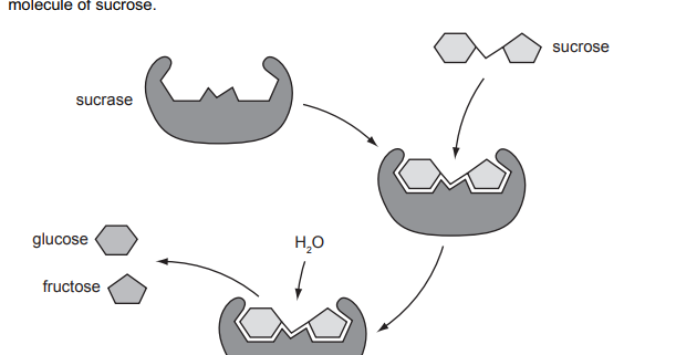 GCSE Biology Worksheets: Enzymes Worksheet