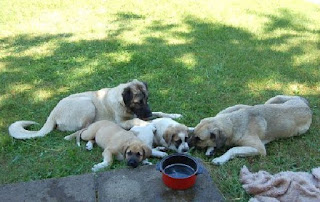 Yavru Kangal köpekleri