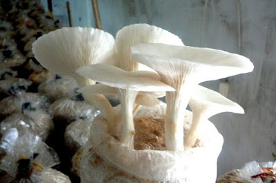 Peluang usaha baru bisnis budidaya jamur tiram