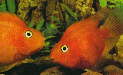 Shamudra Bilash Parrot Angel Fish