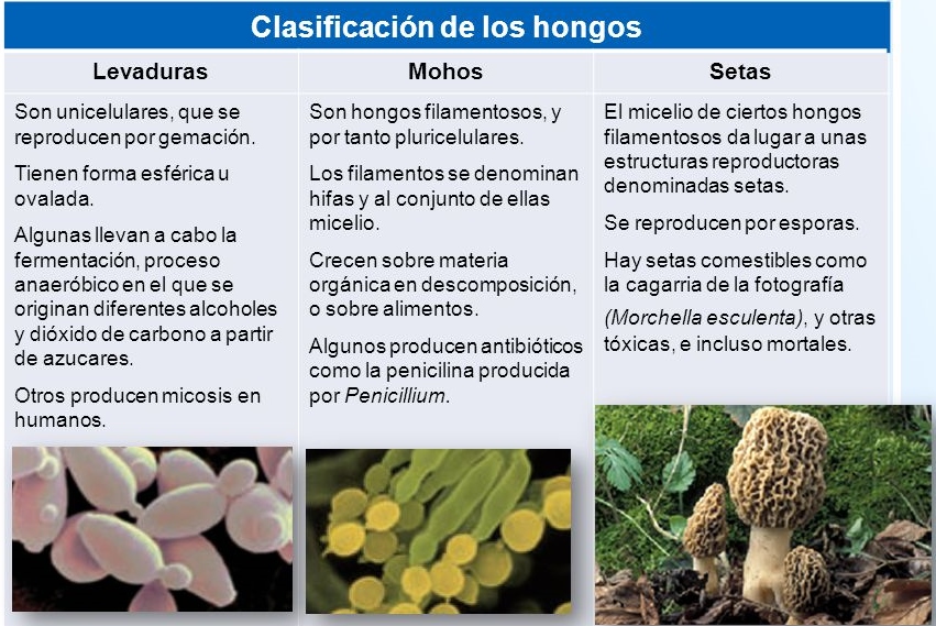 Los Hongos Y Sus Caracteristicas - Gambaran