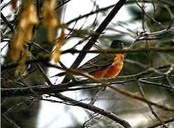 robin tuesday ruby meme breast barn frame window trails tales camera nature