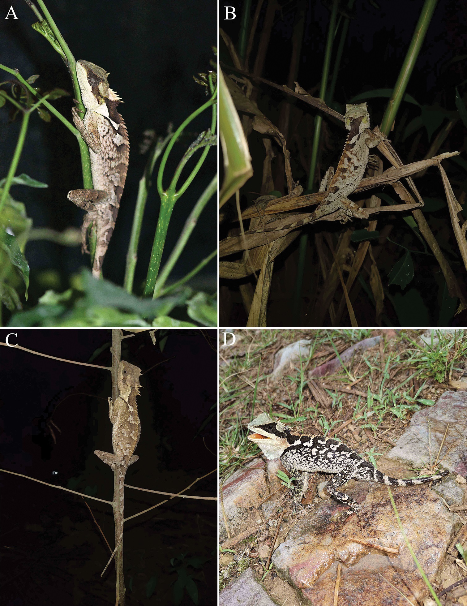 Species New to Science [Herpetology • 2020] Acanthosaura liui • A New