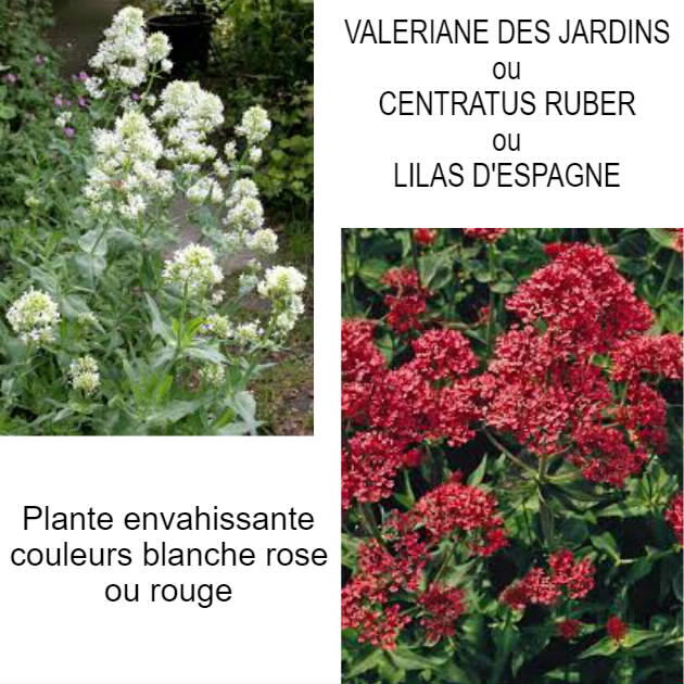 Promenade Au Jardin De Lili Dans Le Poitou Escallonia Iveyi