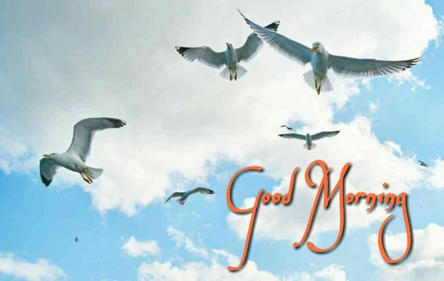 Good morning flying birds