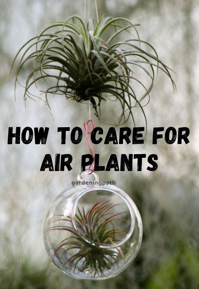 How To Care For Air Plants Indoor Plant Guide
