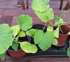 Unterwegs im Garten: Zucchini pflanzen. Ihr zieht die Zucchini in kleinen Töpfen heran, dabei können Kinder super mithelfen. Später pflanzt Ihr sie dann in Töpfe, Kübel oder den Garten.