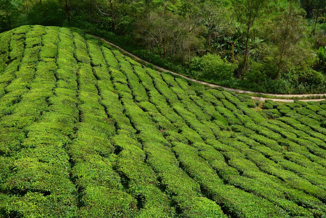 Camellia sinensis Camellia sinensis