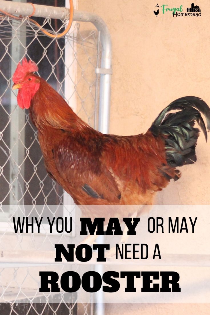 Do you need a rooster for chickens to lay eggs?