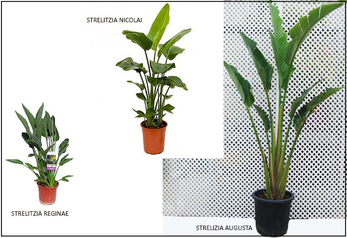 EDYTA DISEÑO & DECORACIÓN - BLOG DE DECORACIÓN : HABLANDO DE PLANTAS (  STRELITZIA Y LA BANANERA)