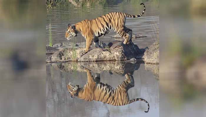 UNESCO, Betwa Project, Man and Biosphere Programme, UNESCO New Delhi, Panna Tiger Reserve,  Madhya Pradesh,