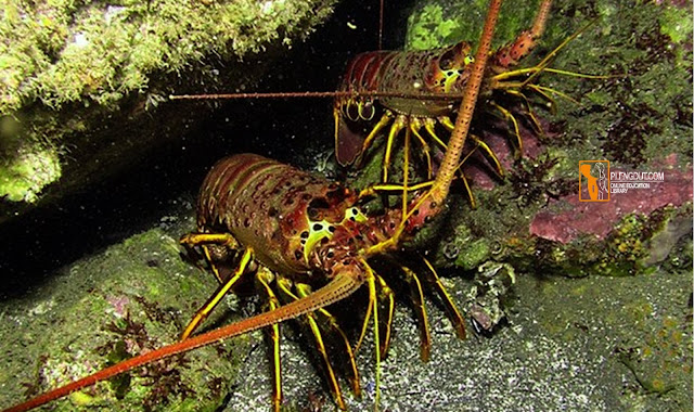 Detritivore Lobster mencari makanan dengan cara Coprophagy
