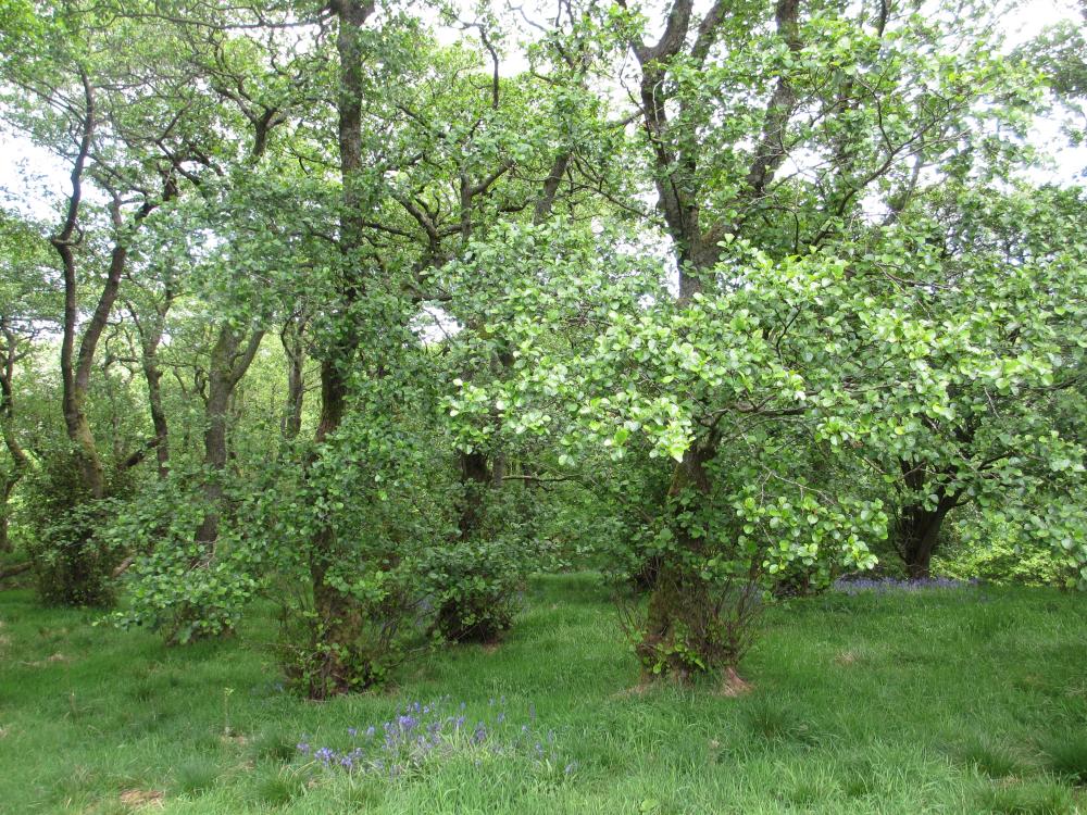 Oxford Trees for The Future