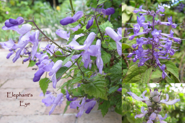 The purple shall govern