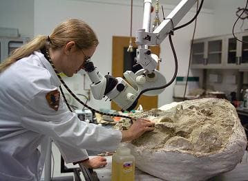 Preparación de un fósil por un investigador