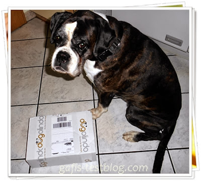 Boxer Ivy mit doglindo Hunde-Box