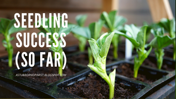 Seedling success (so far) - a stubborn optimist blog - C Gault.