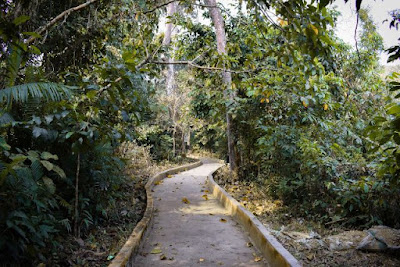 Beautiful Satchari national park tour guide 2021 3 Walkway of Satchari National Park
