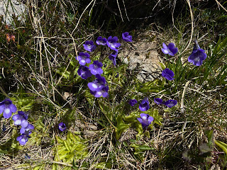 [Lentibulariaceae] Pinguicula vulgaris – Common Butterwort (Erba unta comune).