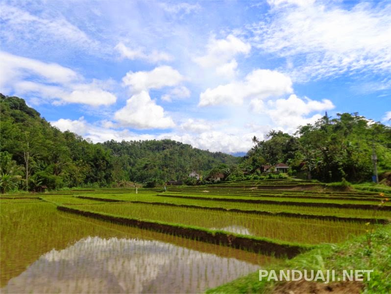 sawah sebelum jalan gunung sawah sebelum jalan gunung