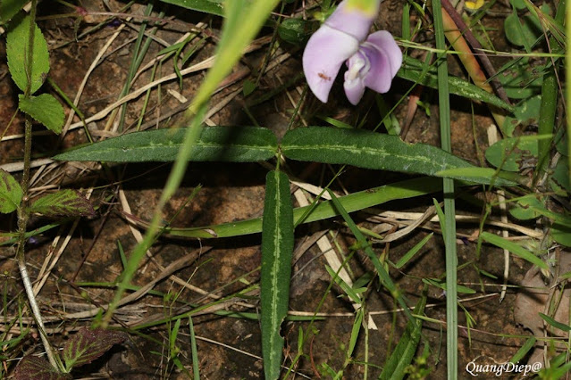 Vigna vexillata var. angustifolia