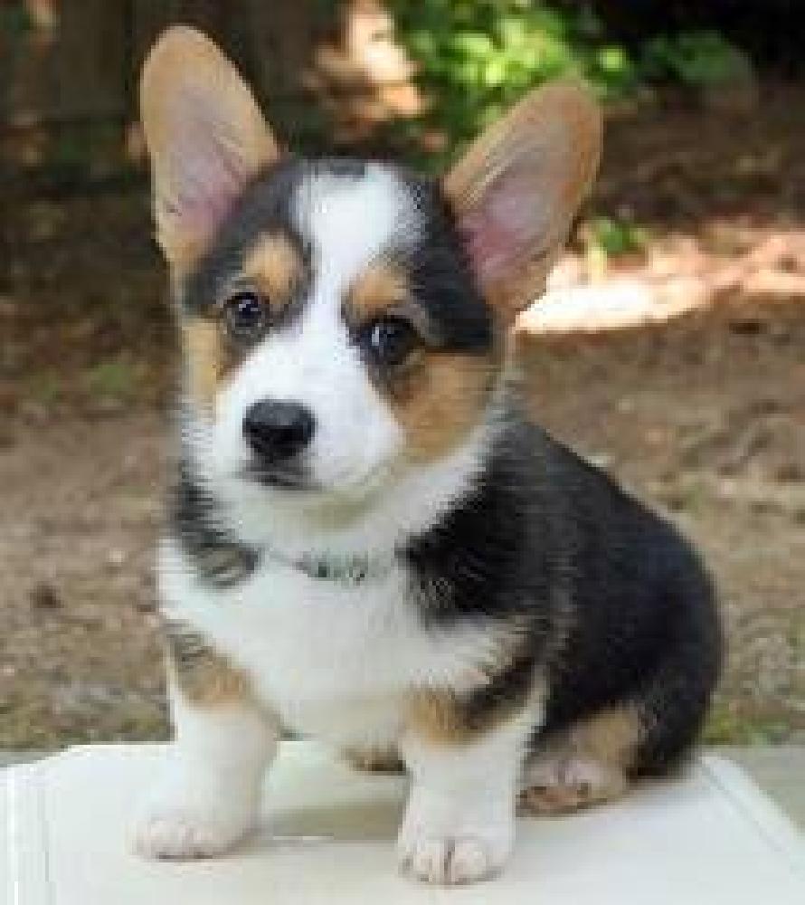 Pembroke Welsh Corgi Puppies Pembroke Welsh Corgi Puppies