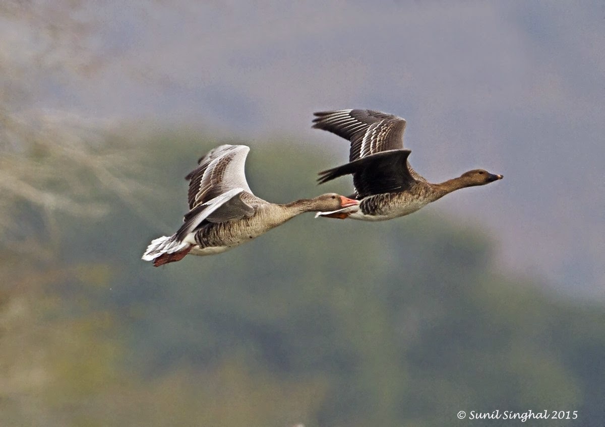 Indian Birds Photography [BirdPhotoIndia] Bean Goose in flight ( Anser