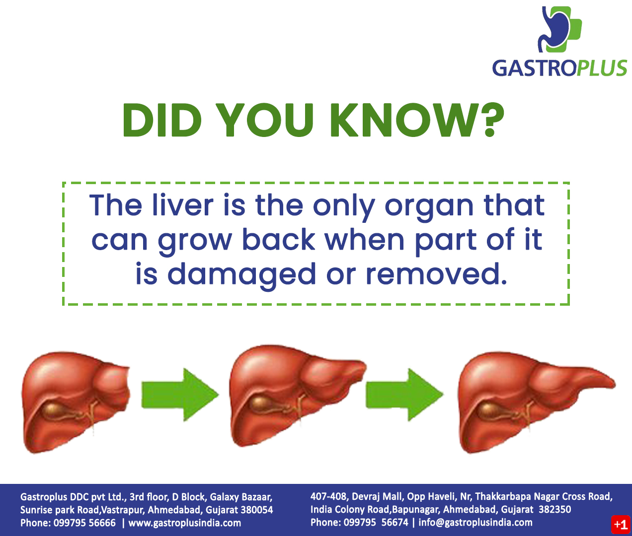 GASTROPLUS Digestive Disease Centre and Advanced Endoscopy Clinic in Ahmedabad The Liver is