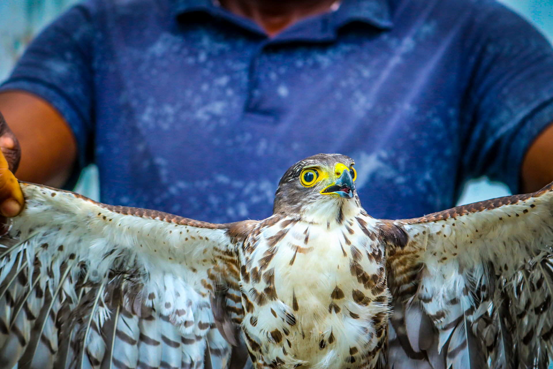 NATURE SHOOT (Hawk)