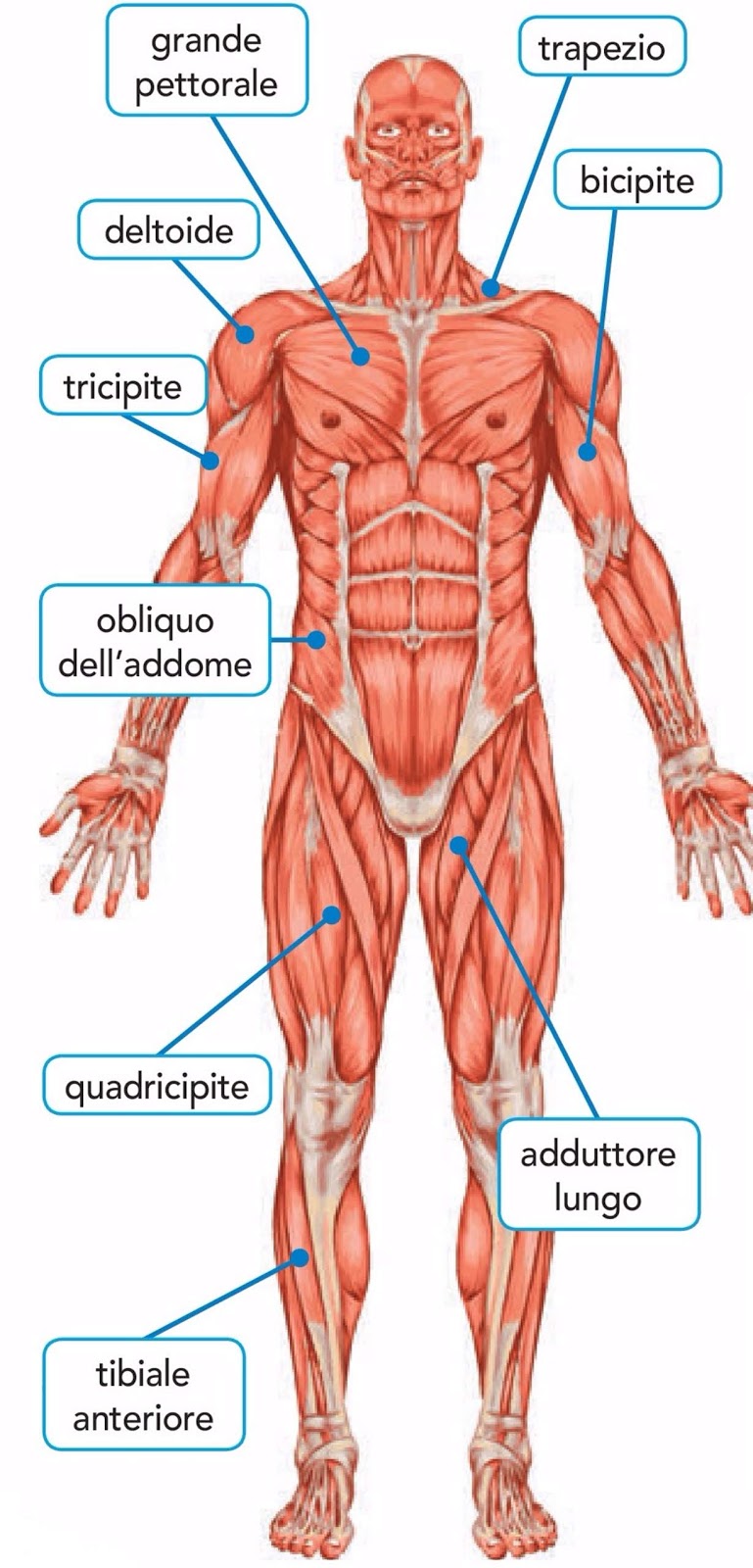 Il Sessismo Nei Linguaggi Il Corpo Umano E La Medicina