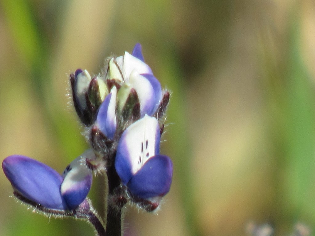French Valley Wildlife Area... HAERR TRIPPIN'