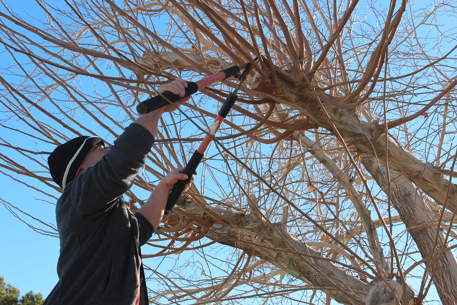 Mulberry Tree Cuttings