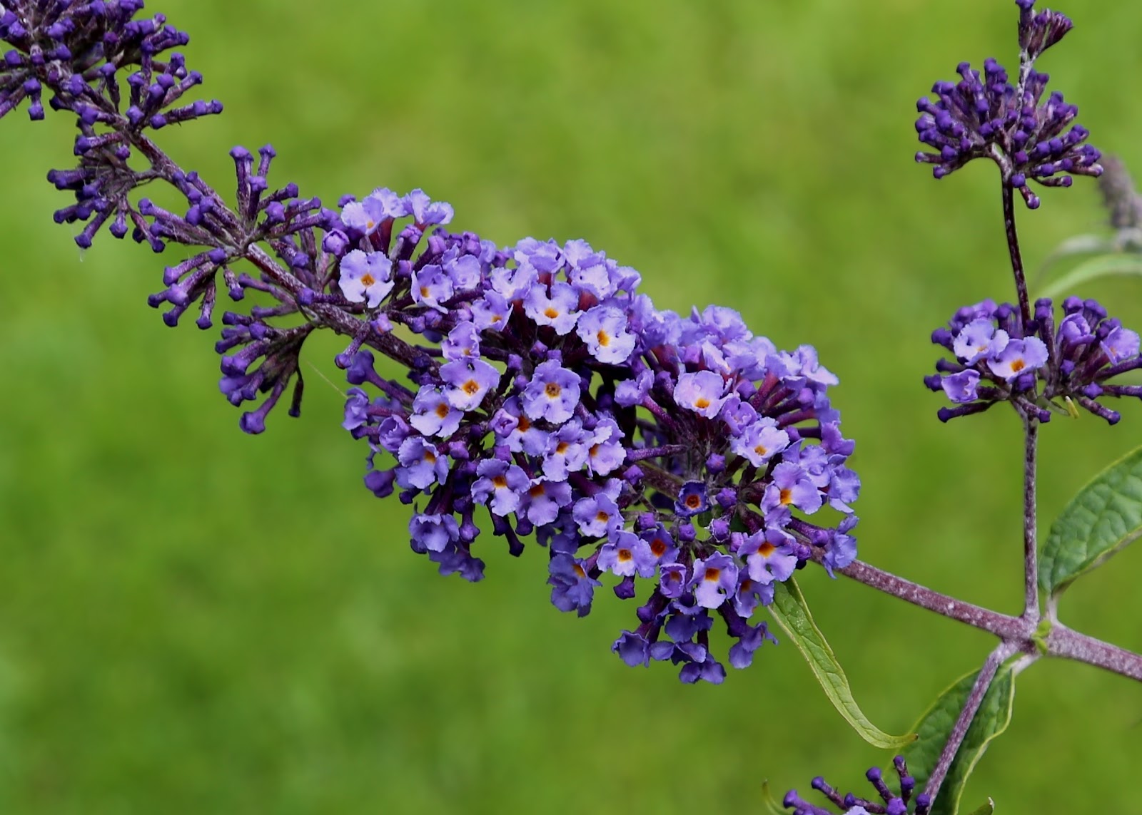Amazon Com Butterfly Bush Seeds Buddleia Davidii Black Knight
